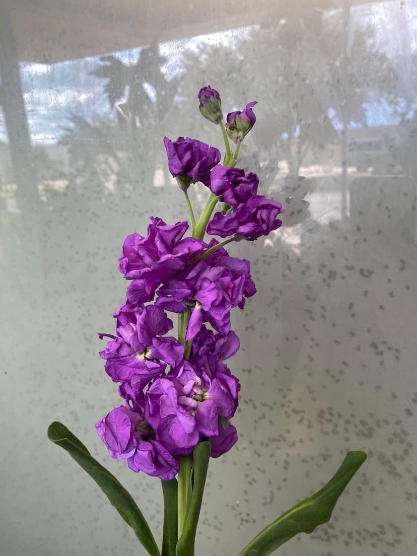 Purple Stock